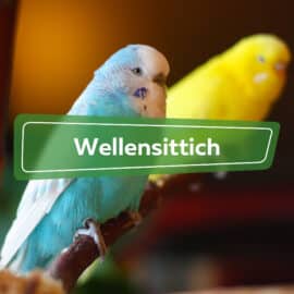 Wellensittich