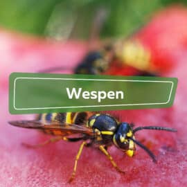 Wespen