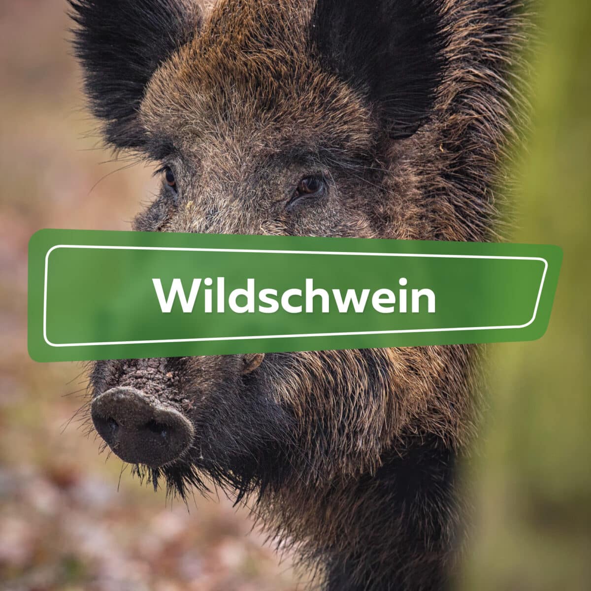 Wildschwein Vergramungsmittel Test