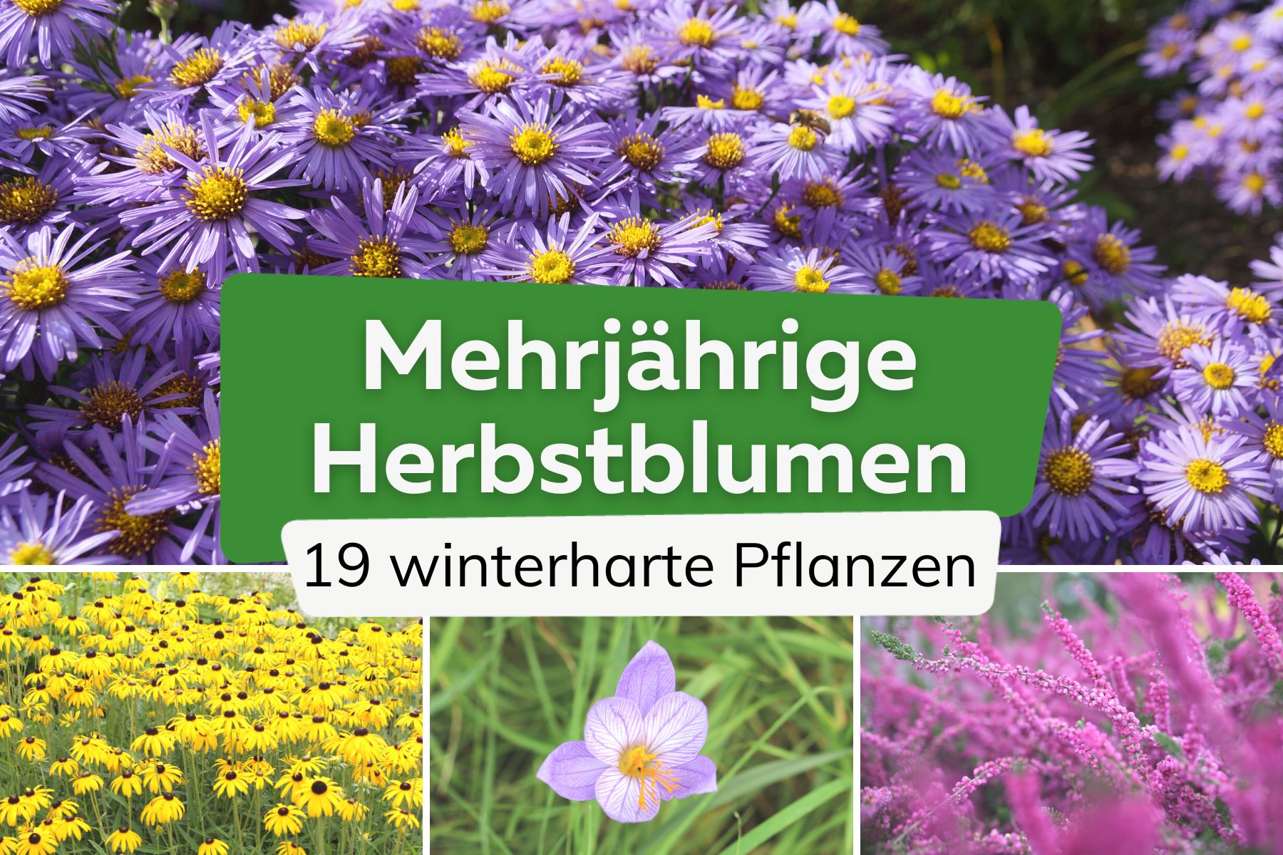 Winterharte und mehrjährige Herbstblumen