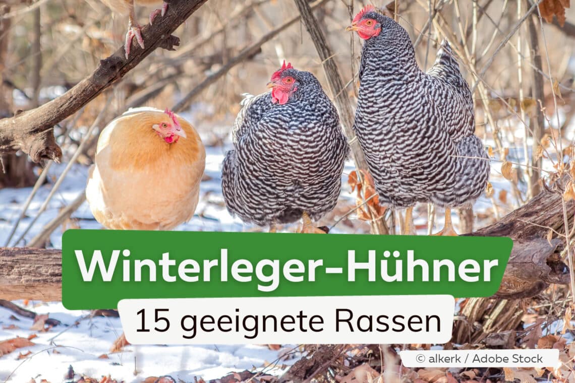 Winterleger-Hühner