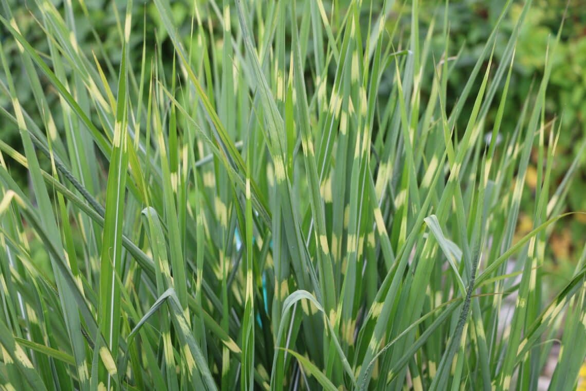 Zebragras (Miscanthus sinensis 'Zebrinus')