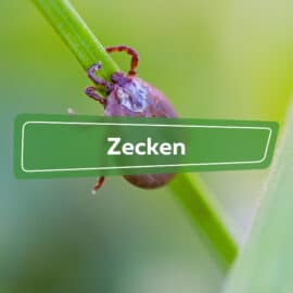 Zecken