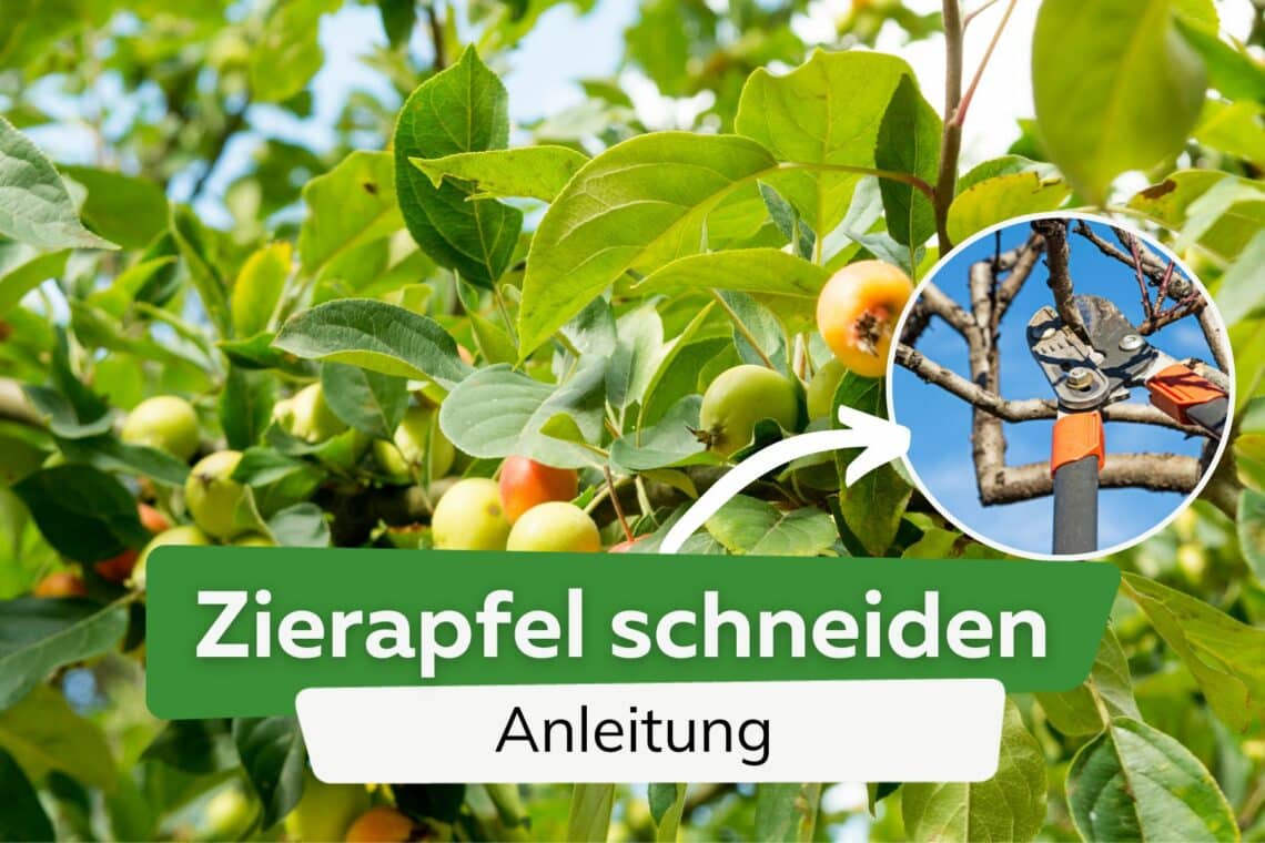 Zierapfel schneiden: Anleitung