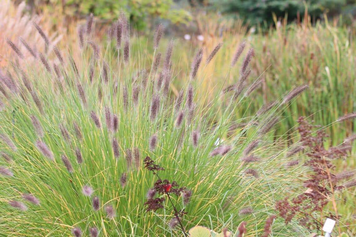 Ziergräser, Lampenputzergras (Pennisetum alopecuroides)