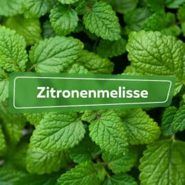 Zitronenmelisse