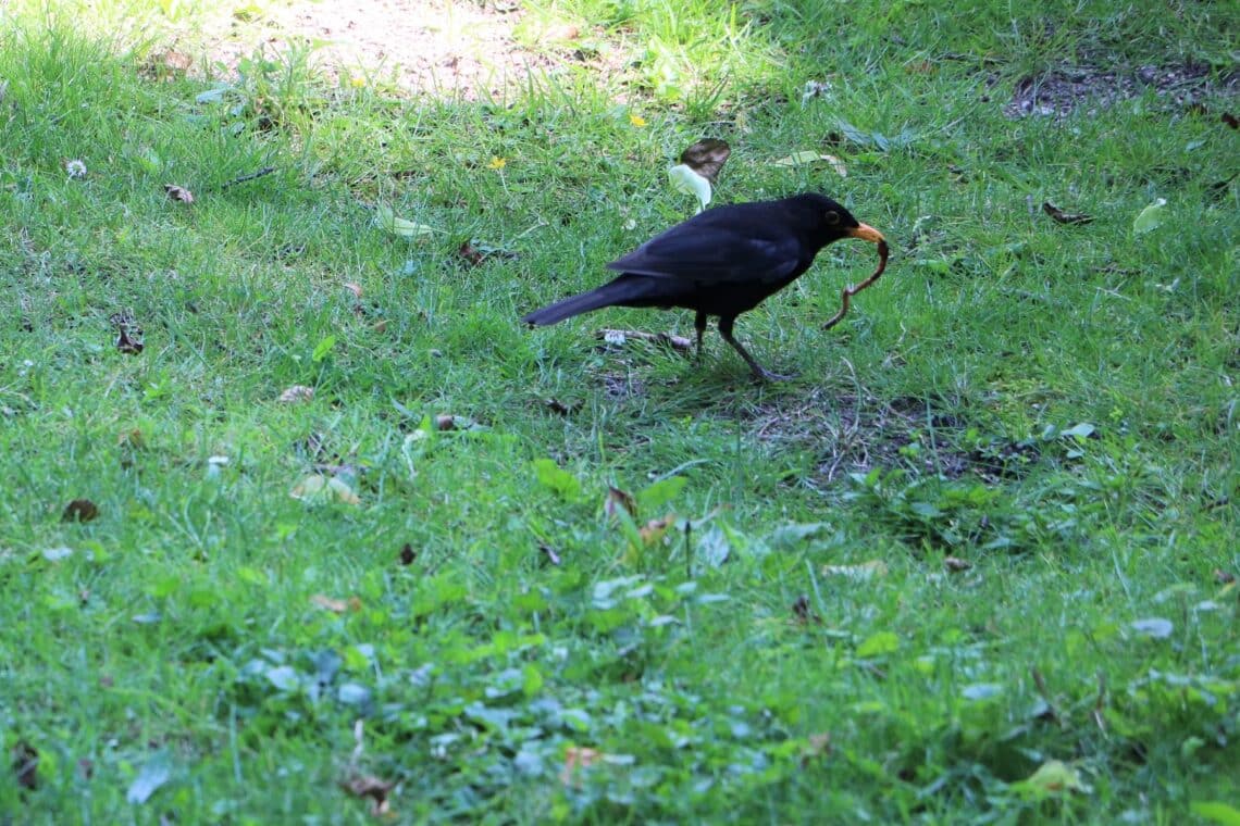 Amsel frisst Wurm aus Rasen