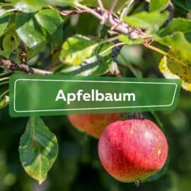 Apfelbaum