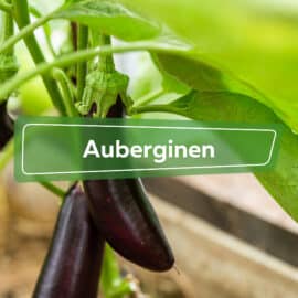 Auberginen