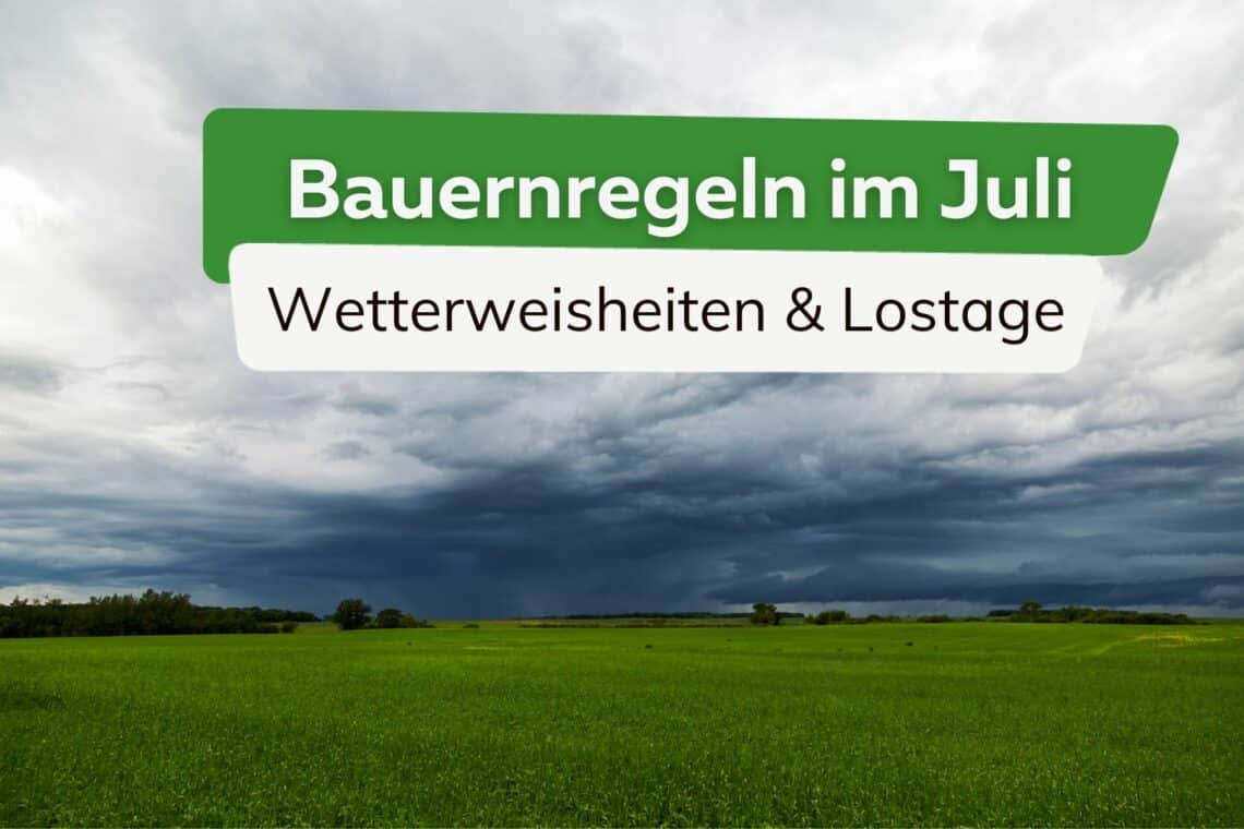 Bauernregeln und Lostage im Juli