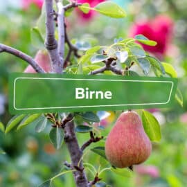 Birne