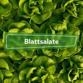 Blattsalate