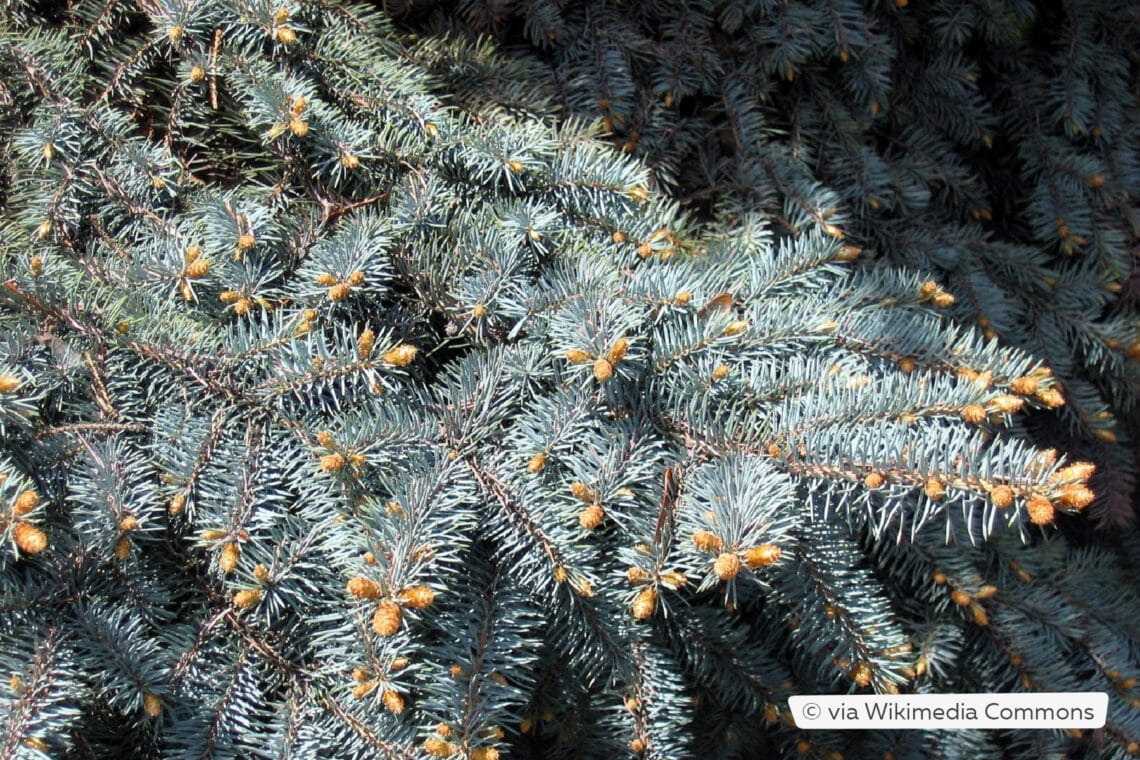 Blaufichte (Picea pungens 'Glauca')