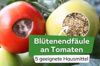 Bltenendfule an Tomaten: 5 Hausmittel