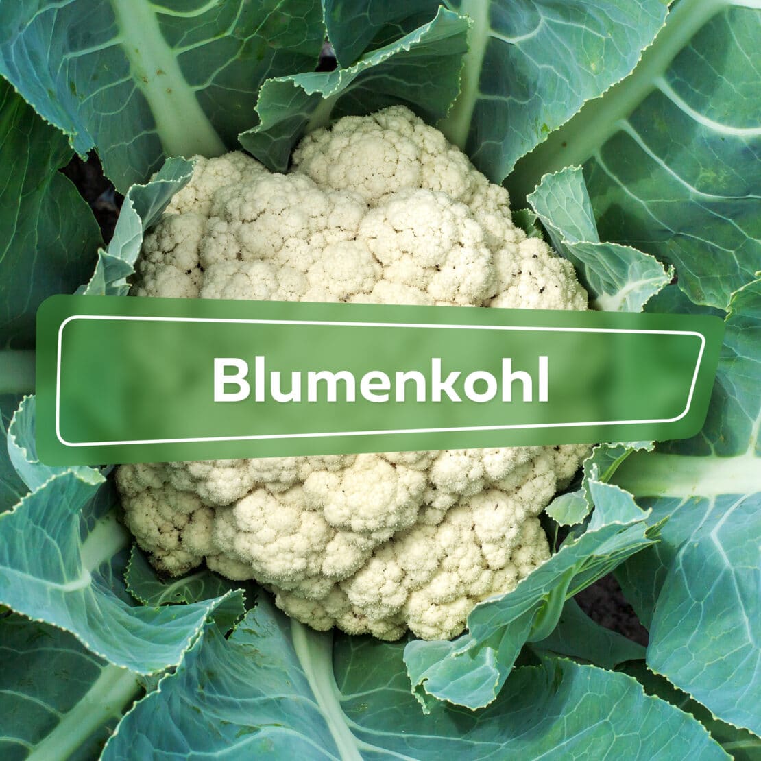 Blumenkohl