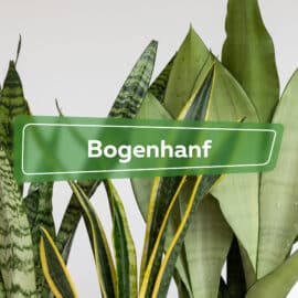 Bogenhanf