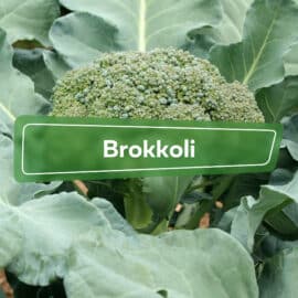 Brokkoli