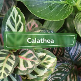 Calathea