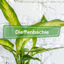 Dieffenbachie