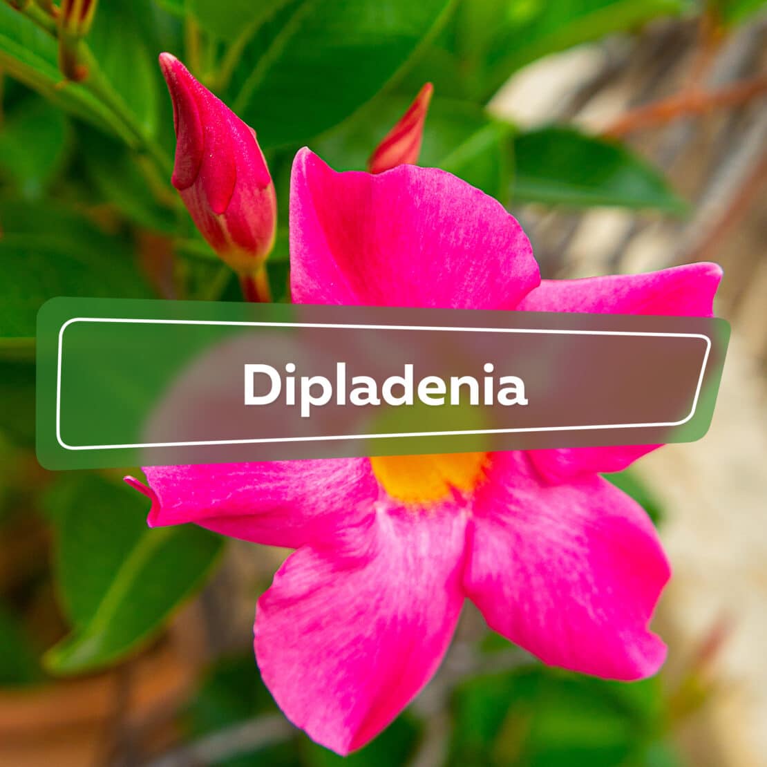 Dipladenia