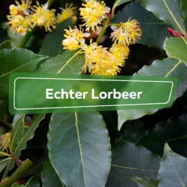 Echter Lorbeer