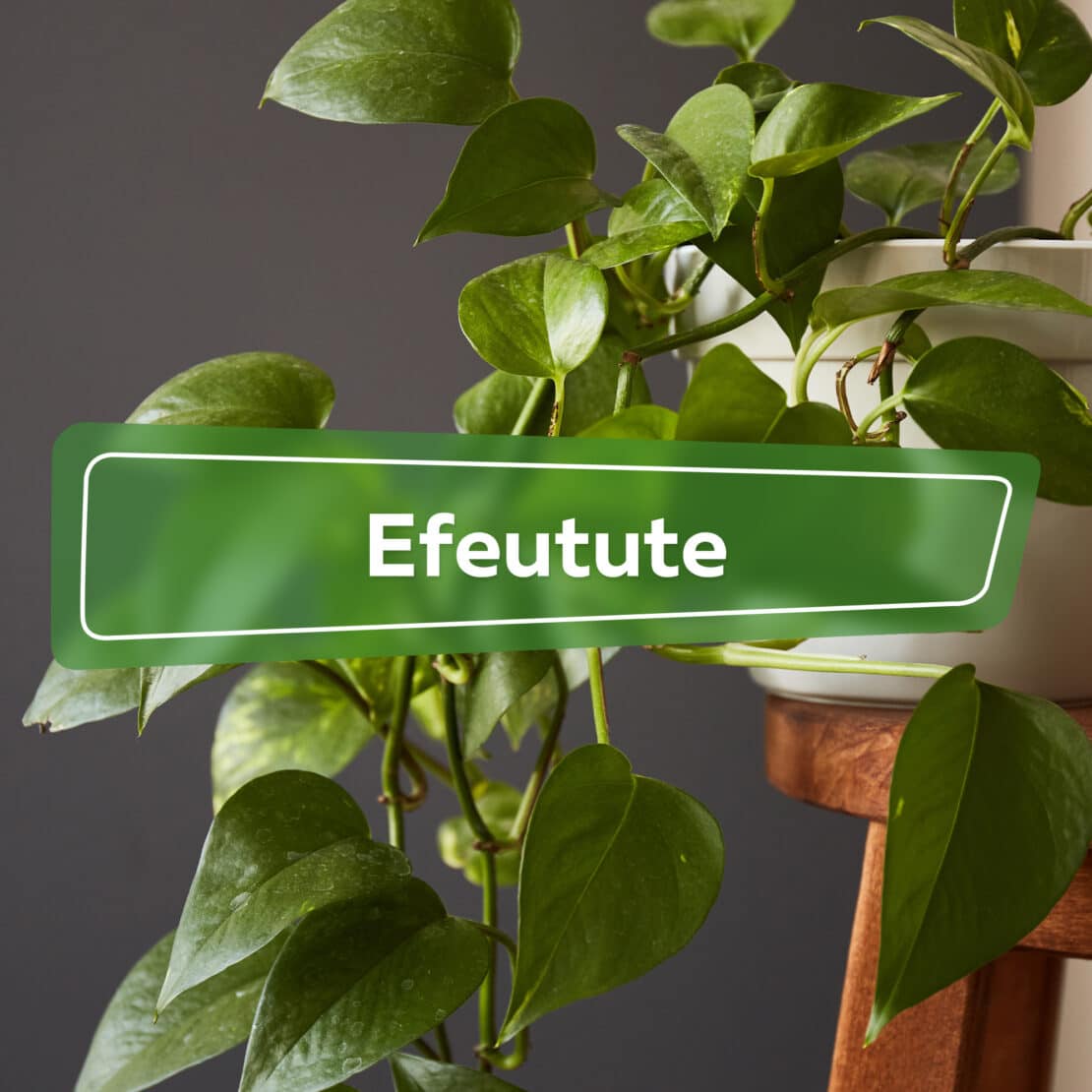 Efeutute