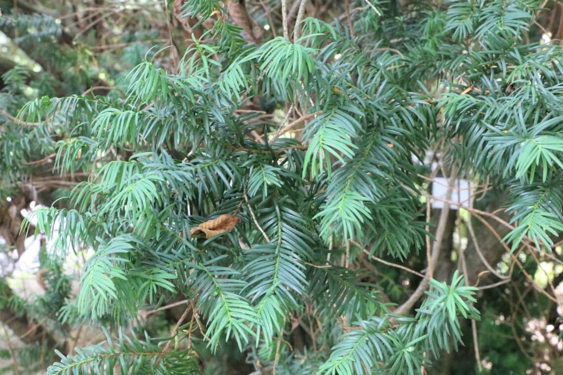 Eibe (Taxus baccata)