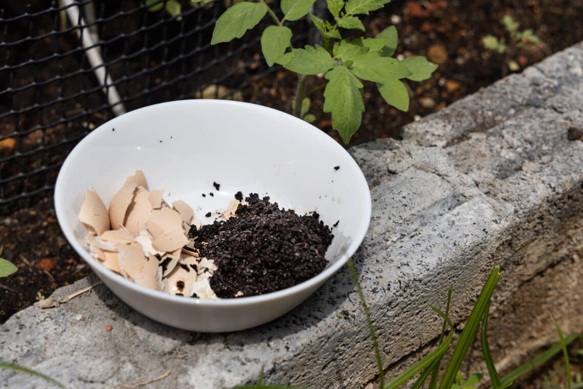 Eierschalen und Kaffeesatz für Tomatenpflanzen