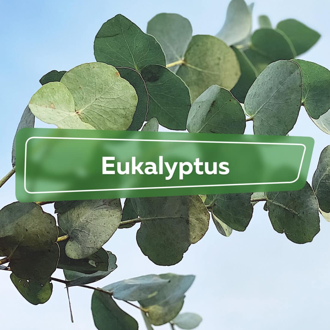 Eukalyptus