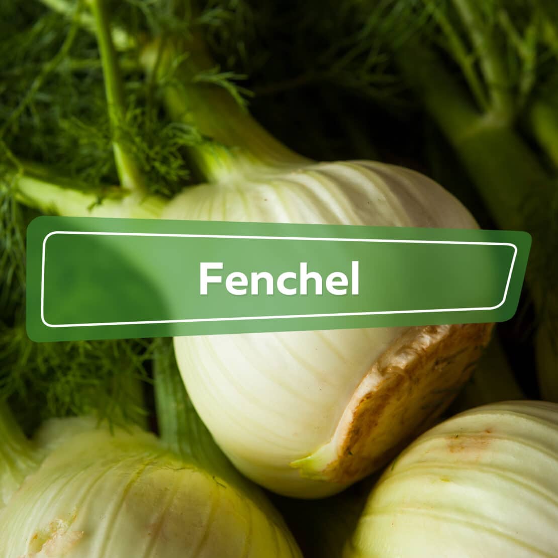 Fenchel