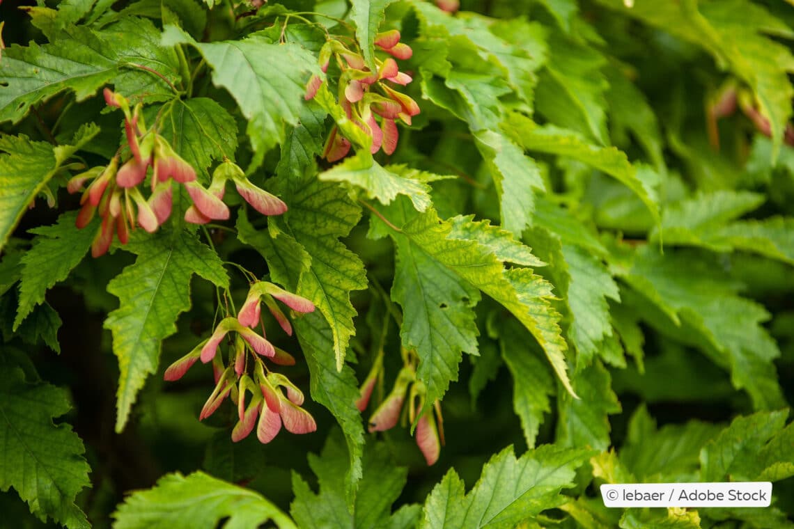 Feuerahorn (Acer ginnala)