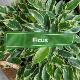 Ficus