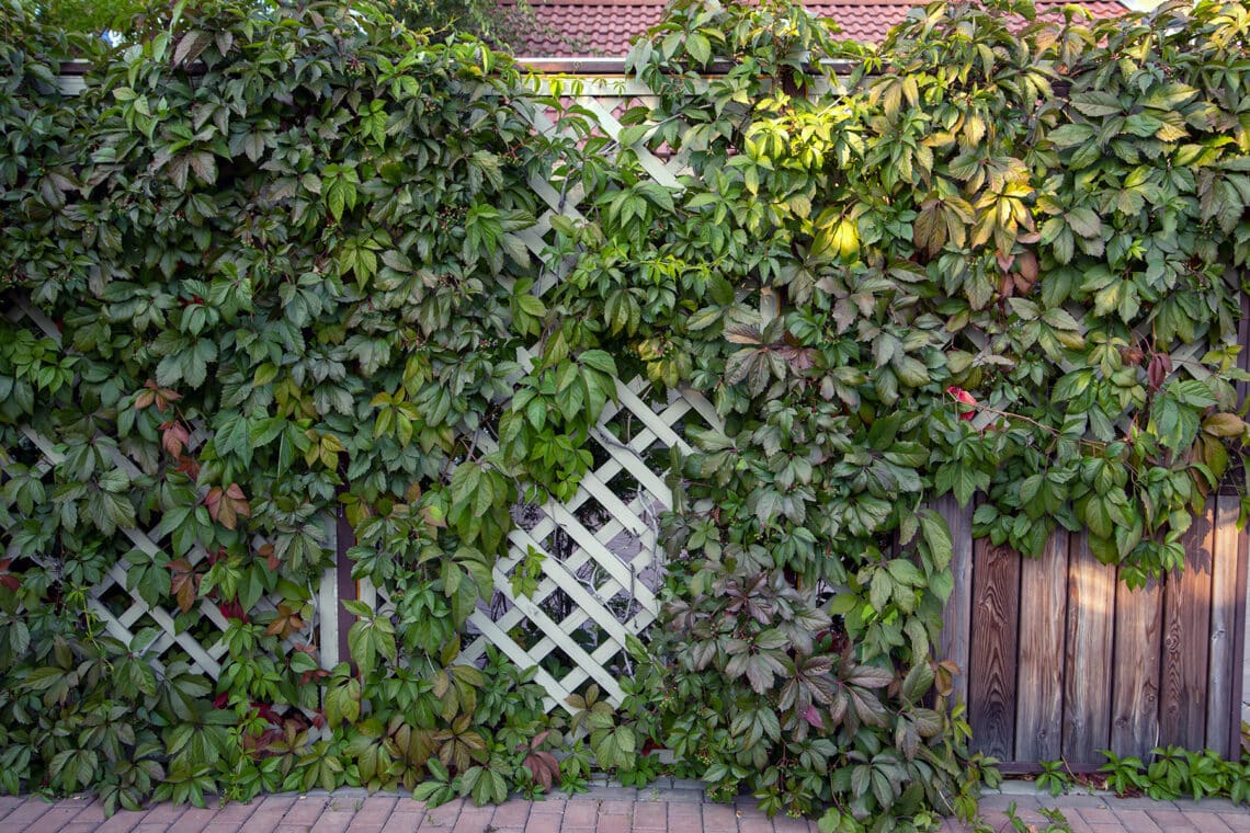 Gartenzaun mit Rankpflanzen bepflanzt