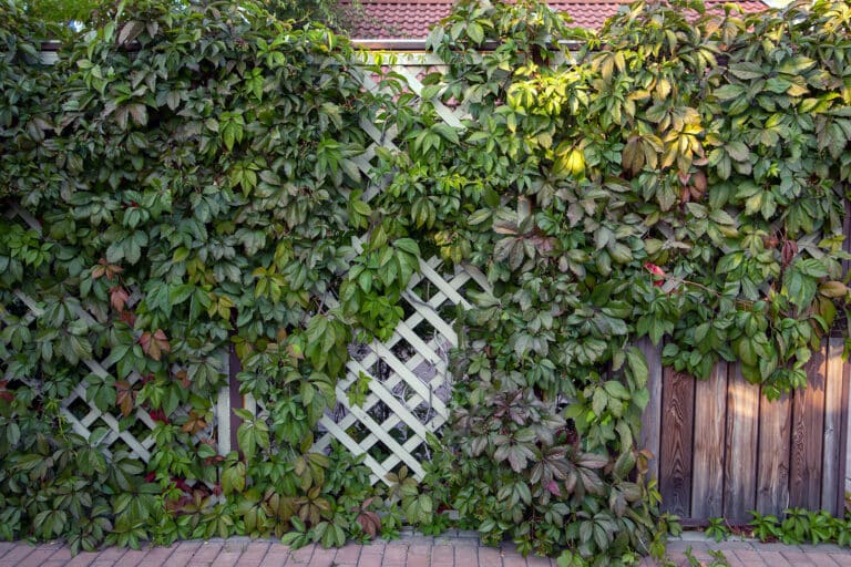 Grundstücksgrenze wem gehört der Zaun Rechts oder links?