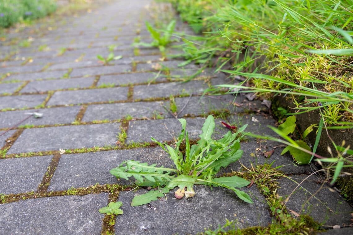 Unkraut auf Gehweg