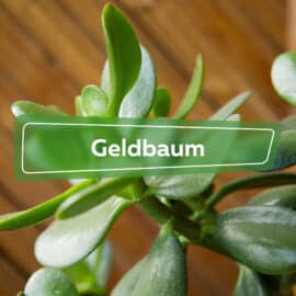 Geldbaum