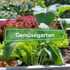 Gemüsegarten