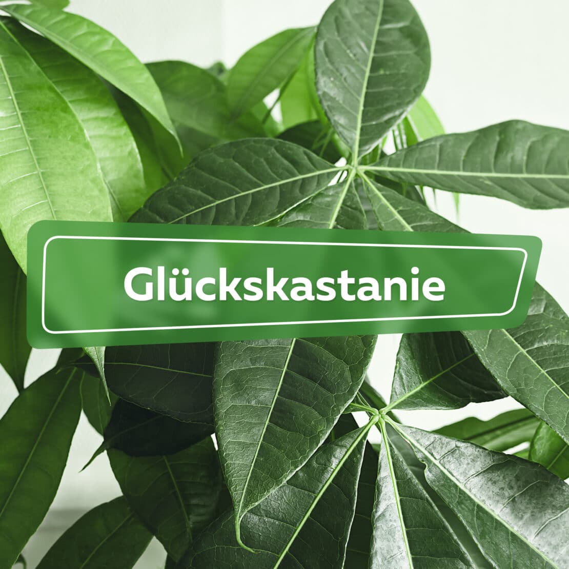 Glückskastanie