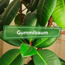 Gummibaum