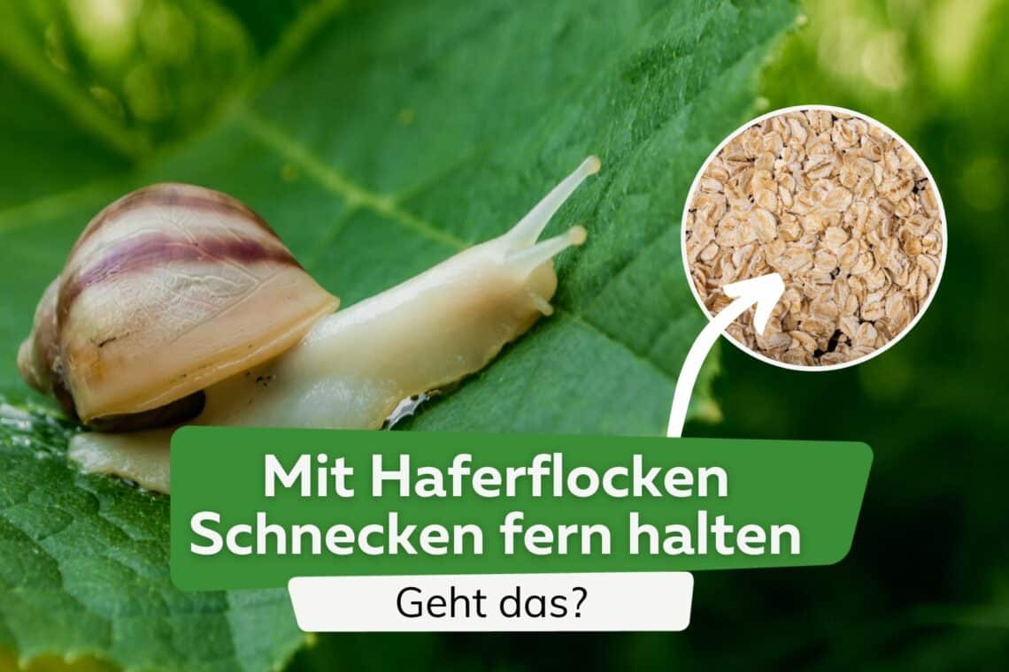 Haferflocken gegen Schnecken Titel