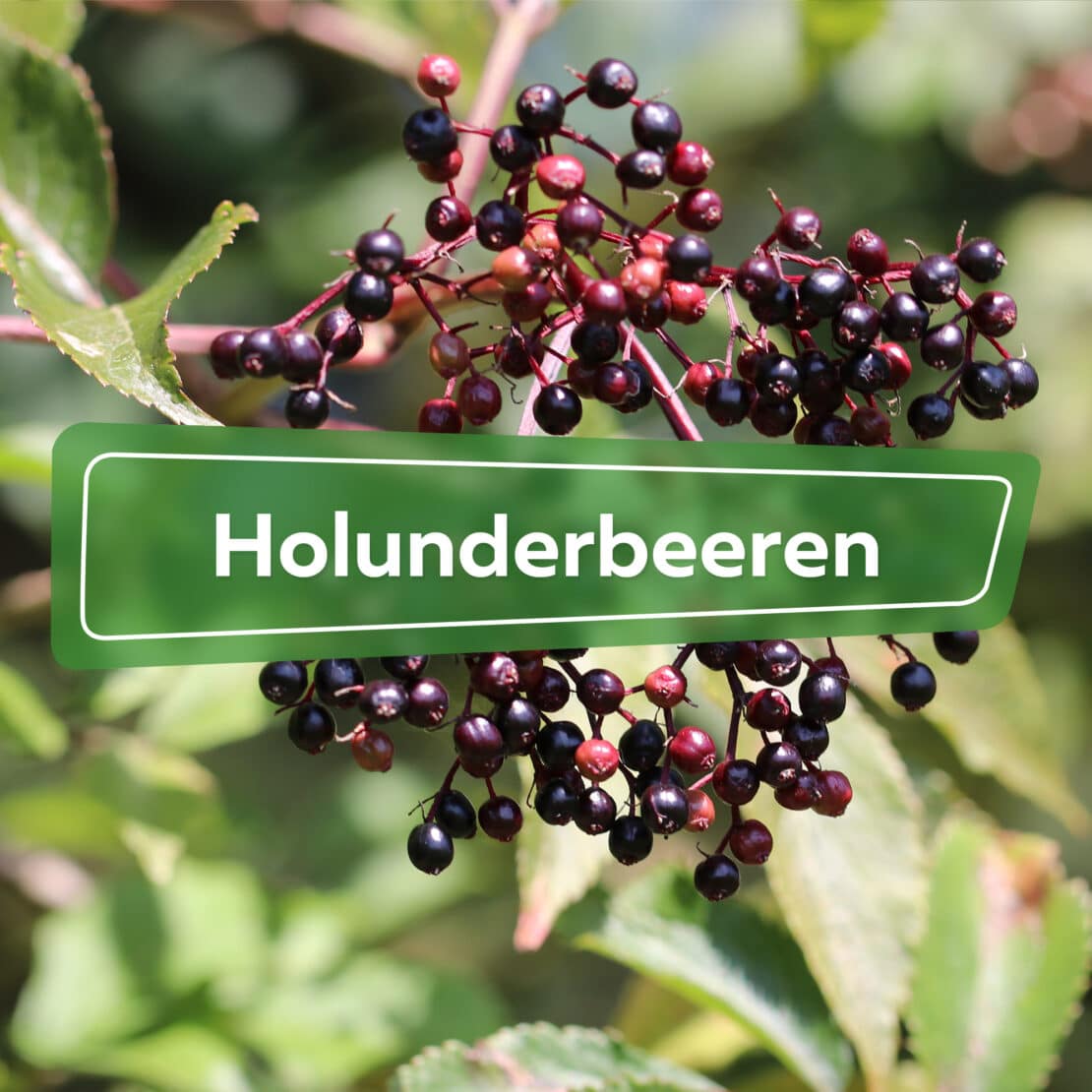 Holunderbeeren