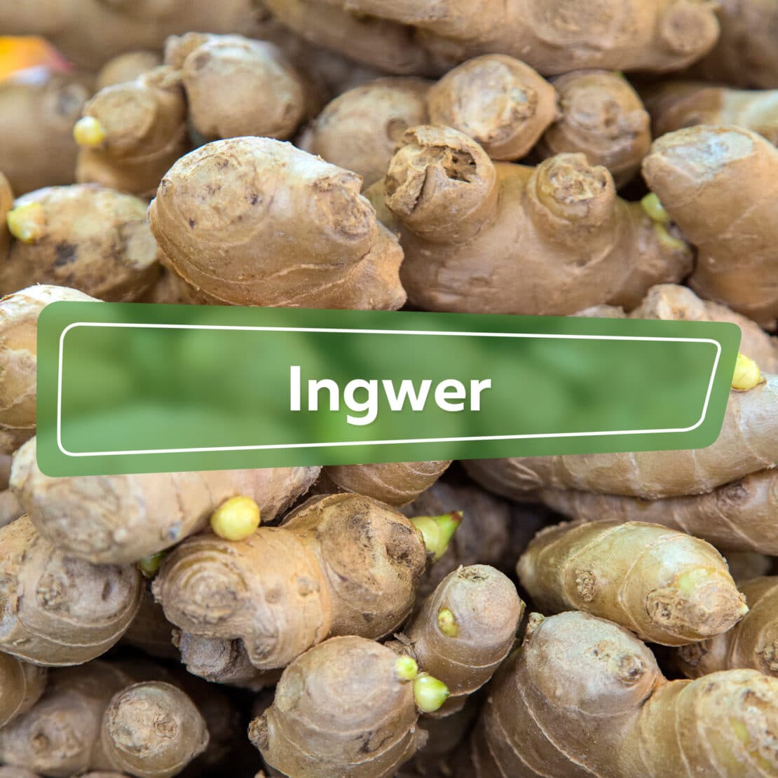 Ingwer