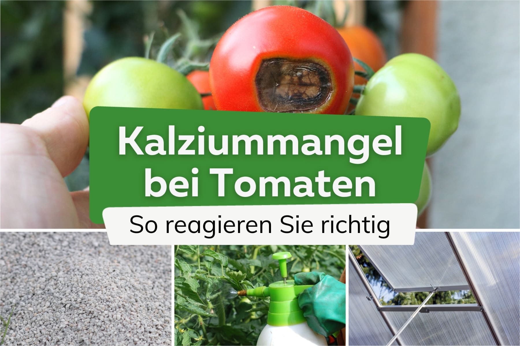 Kalziummangel bei Tomaten