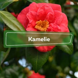 Kamelie