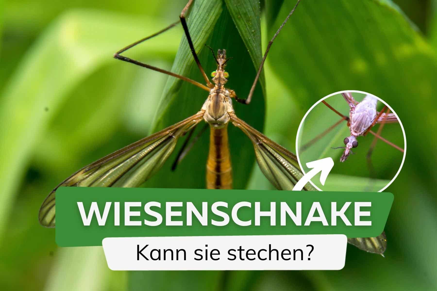 Kann die Wiesenschnake stechen?