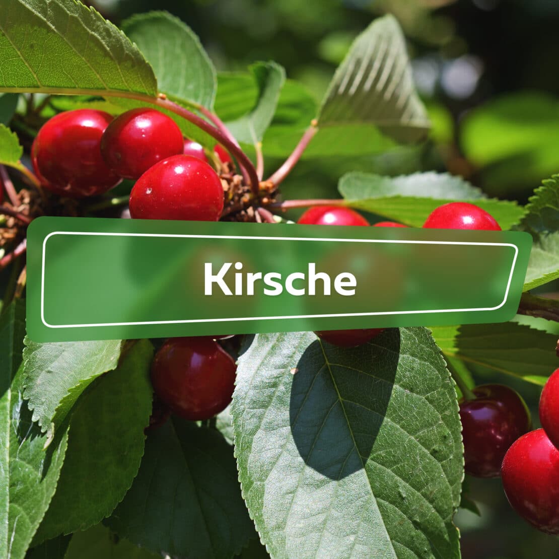 Kirsche