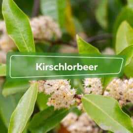 Kirschlorbeer