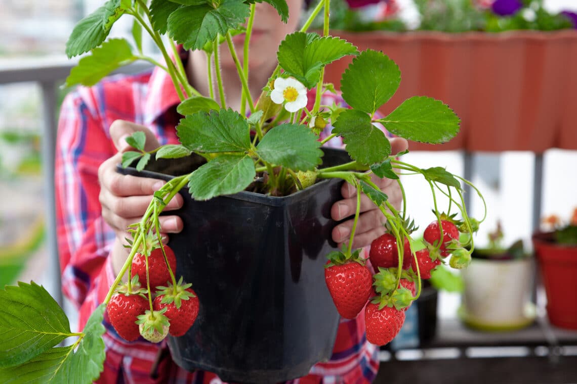 Klettererdbeere (Fragaria x ananassa)