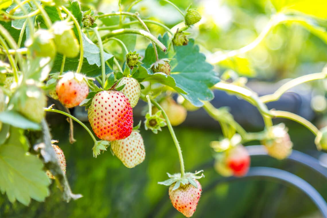 Klettererdbeere (Fragaria x ananassa)