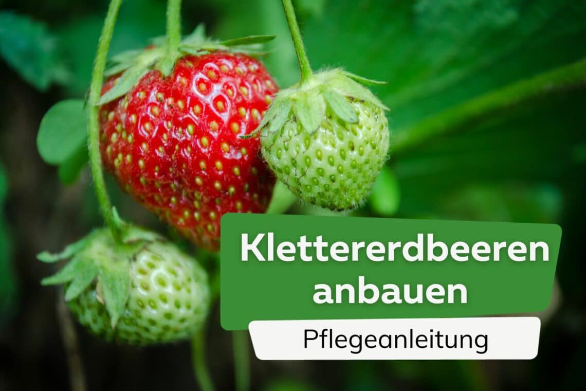 Klettererdbeeren anbauen Titel